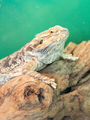 Lizard on a tree 