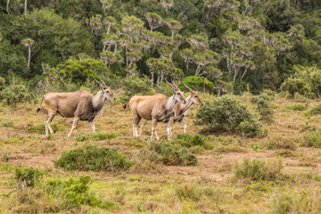 Naklejka na ściany i meble Three adult Elands make their way across the valley against a backdrop of Euphorbia trees in the Eastern Cape, South Africa