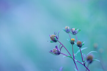 Beauty of spring flowers, turquoise floral abstract nature background