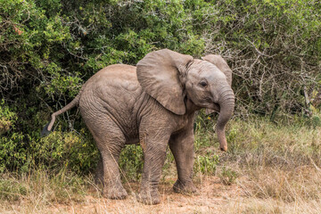 Obraz premium A young Elephant calf playfully cavorting in the Eastern Cape, South Africa