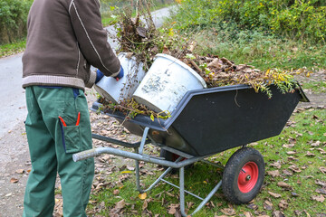 Gardener is filling a wheelbarrow with dry leaves and weed, cleaning up the garden in autumn and...