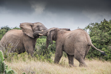 Two bull Elephants fighting under leaden skies in the Eastern Cape, South Africa