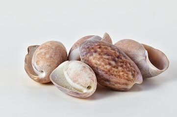Collection of sea shells on white background