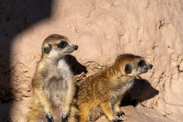 富士サファリパーク　ミーアキャット2匹