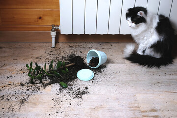 Domestic cat broke a houseplant pot and looks guilty. The concept of damage from pets