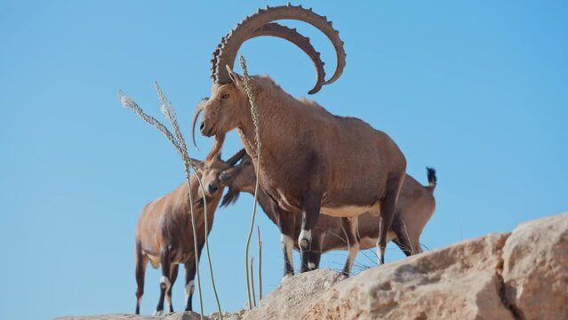Herd of Adult Nubian Ibex males standing on a cliff in the desert