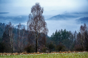 Winter misty mountain landscape with tree and silhouette of hill in background, Czech Paradise.