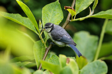 Cute blue tit baby bird 