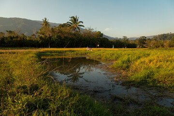Rural landscape of fields and water ponds created by the Sungai Salo Karangan River, near Bomba, South Lore, Poso Regency, Central Celebes, Indonesia