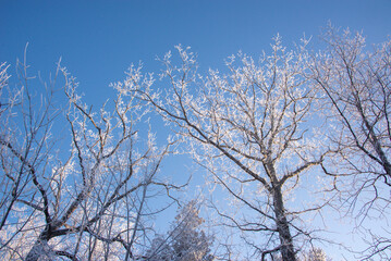 Treetops covered with ice in winter