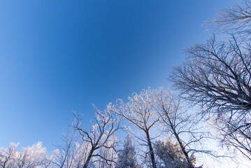 Treetops covered with ice in winter