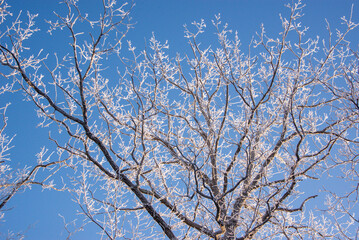 Treetops covered with ice in winter
