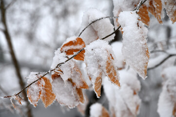 Bukowa gałązka z liśćmi przysypana śniegiem.
