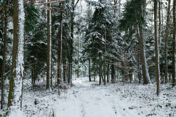 Dukt leśny w wysokim świerkowym lesie w zimowej scenerii, pokryty warstwą śniegu.