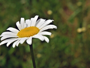 Close-up of a white daisy growing in a meadow with a blurred background.