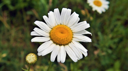 Obraz premium Close-up of a white daisy growing in a meadow with a blurred backgroun. 