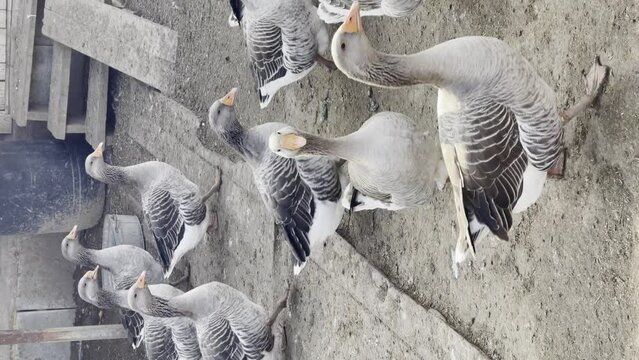 Vertical view of flock of geese in backyard. Domestic animals.