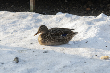 female duck sitting in the snow