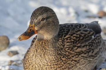 female duck sitting in the snow