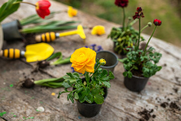 Ranunculus asiaticus, Persian buttercup, Yellow variety M-Sakura in garden during transplanting from the transport pot to the flower bed. Landscape garden design using annuals.