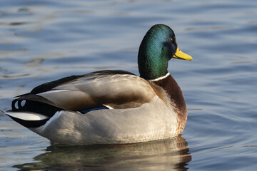 male duck on the water