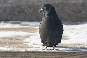 one wild pigeon is sitting