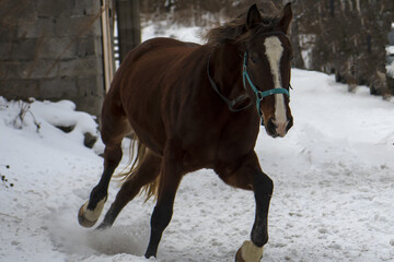 a horse running through the snow