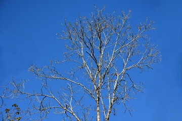 Beautiful, leafless poplar tree branches in winter