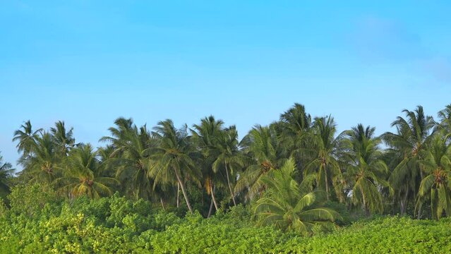 Coconut palm trees in tropic island. . Green palm tree on blue sky background. View of palm trees against sky. Beach on the tropical island. Palm trees at sunlight. Shot on Gimbal high quality slow