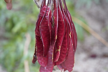 Parkia discolor, a bat-pollinated member of the mimosa legume family.