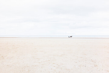 Fototapeta na wymiar Trotting horse, jockey and sulky, sandy beach, seascape. Vauville, Manche, France.
