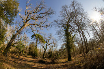 Fototapete bei efototapeten.de bestellen   