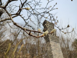 Spring is coming.  buds on a tree.  leaves bloom.  global warming