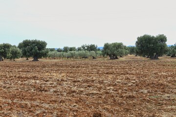 The rural landscape, Puglia, Italy.