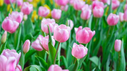 Flowering beautiful pink tulips in garden