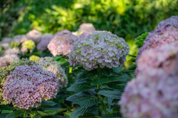 Hydrangea flower blooming in spring and summer in a garden.