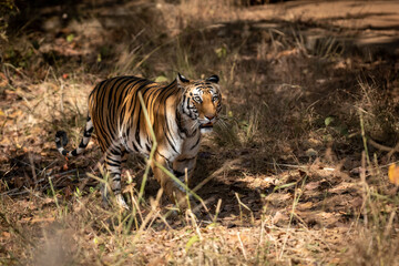 Fototapeta na wymiar Wild royal bengal female tiger on prowl for territory marking in morning outdoor jungle safari at bandhavgarh national park or tiger reserve madhya pradesh india - panthera tigris tigris