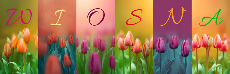Wiosna napis, wiosenny baner tulipany