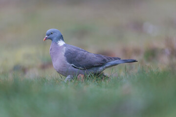 Wood pigeon Columba palumbus in close view on ground