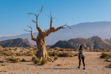 A young hiker girl visiting the tree of misfortune near the desert canyon of Tabernas, Almería...