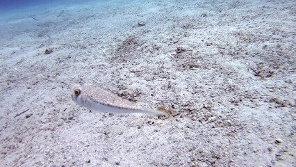 4K.A puffer fish on underwater sandy ocean floor.Lagocephalus sceleratus is referred to by these names: pufferfish puffers balloonfish blowfish bubblefish globefish swellfish sea squab porcupinefish.