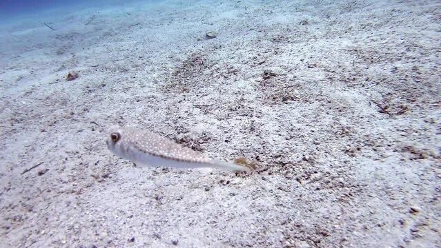 4K.A Puffer Fish On Underwater Sandy Ocean Floor.Lagocephalus Sceleratus Is Referred To By These Names: Pufferfish Puffers Balloonfish Blowfish Bubblefish Globefish Swellfish Sea Squab Porcupinefish.