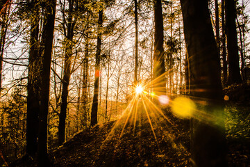 Słońce wśród drzew lasu-The sun among the trees of the forest