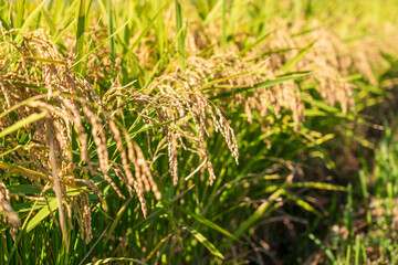 収穫前の田んぼ　豊に実るお米