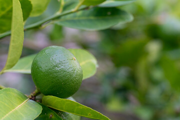 Fruit of a lemon held on a green branch.