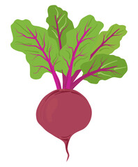 The beetroot vegetable is red, with green leaves and purple branches. Root useful vegetable, harvest, farming, gardening. Cartoon flat illustration isolated on white background. Vector symbol, food