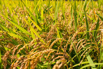 収穫前の田んぼ　豊に実るお米