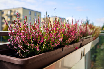 Heather flowers on a balcony in sunlight