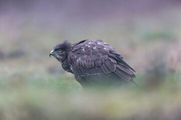Common Buzzard Buteo buteo in close view