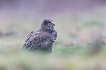 Common Buzzard Buteo buteo in close view